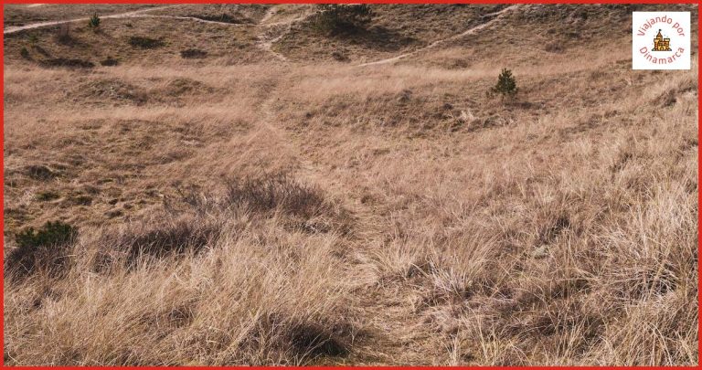 ¿Qué visitar en Skagen? ¿Qué visitar en Skagen?